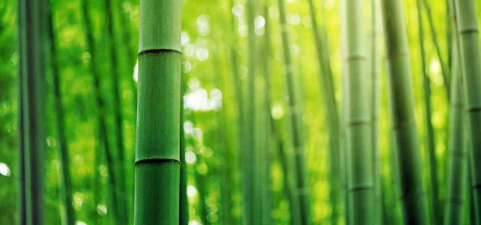 Bamboe als hoogwaardig materiaal voor promotieartikelen Bamboebos met groene bamboeplanten