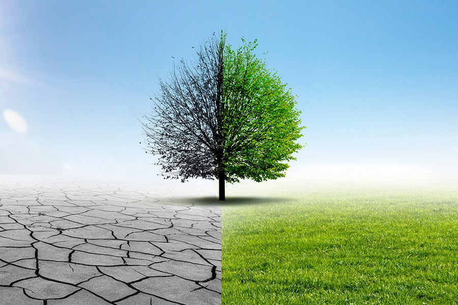 arbre flétri et vital un arbre au milieu de la frontière entre la sécheresse et la nature vitale